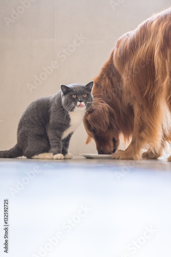 Photography Golden Retriever and British Shorthair