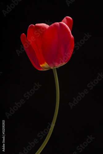 frech beautiful red tulip