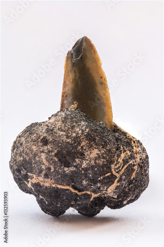 Polymetallic nodules with tooth shark from 5000m depth of Pacifi photo