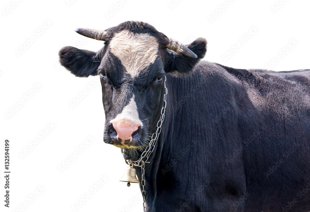 cow with a bell on a white background
