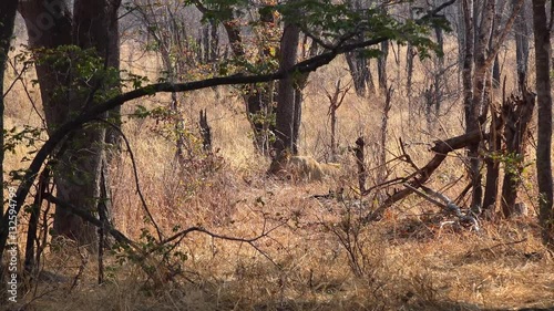 Eating female Lion in Matobos National Park (Zimbabwe) as 4k footage photo