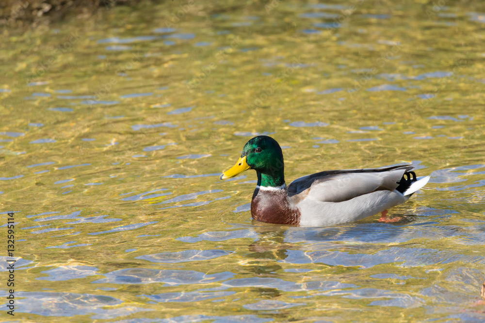 Obraz premium a wild ducka mallard