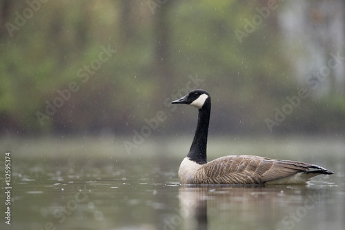 Canada Goose in the Rain
