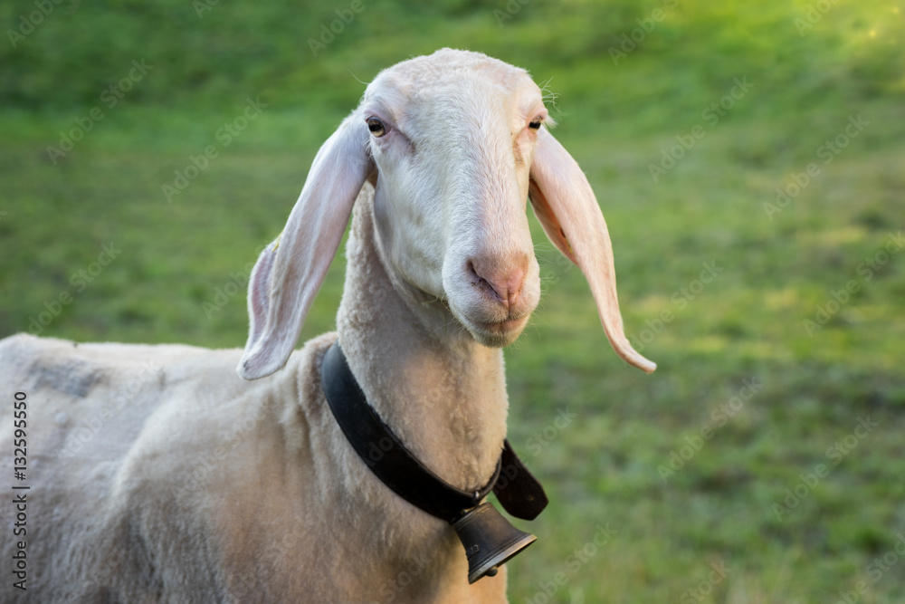 Fototapeta premium Alpine sheep, bell around the neck on Tyrol Mountain. Animal on Austria Alps
