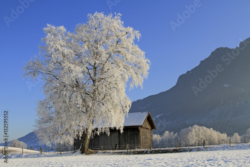 Allgäu - Landschaft - Winter - Raureif - Baum - Stadel photo