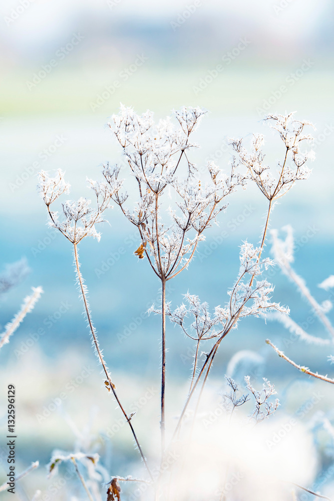 Close-up of hogweed covered with morning frost.