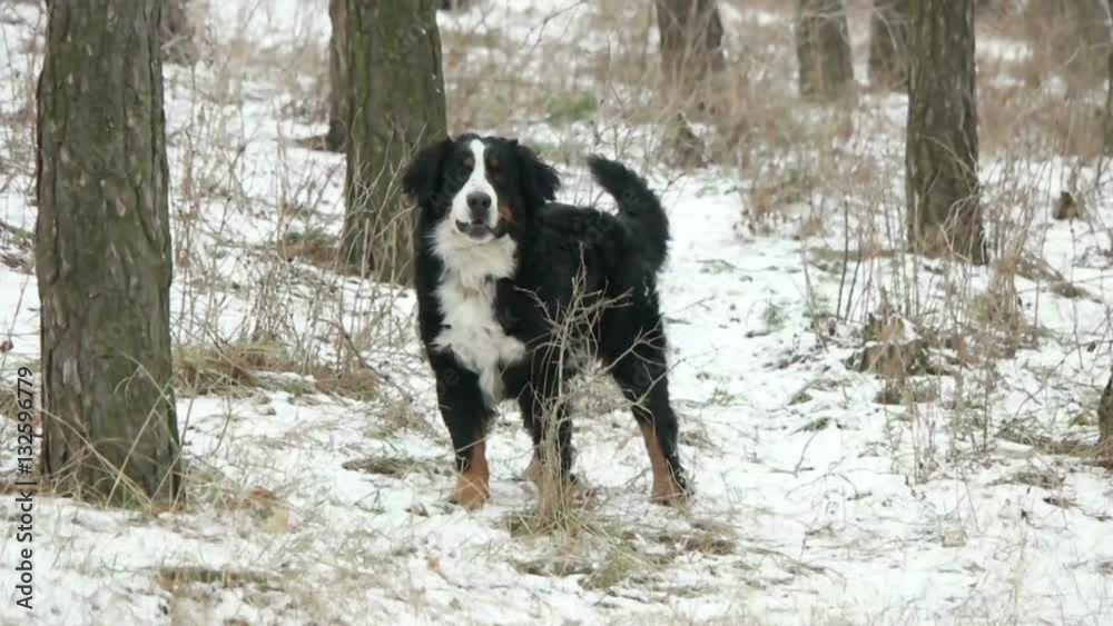 playful dog