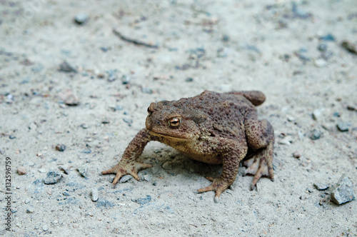 Big Old Toad crawl on ground