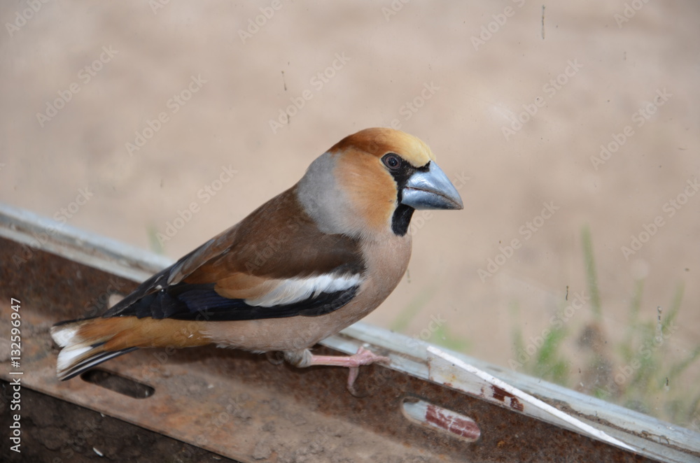 Coccothraustes in on the ground Coccothraustes in on the ground