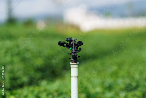 Closeup Sprinkler in green tea plantation is system watering