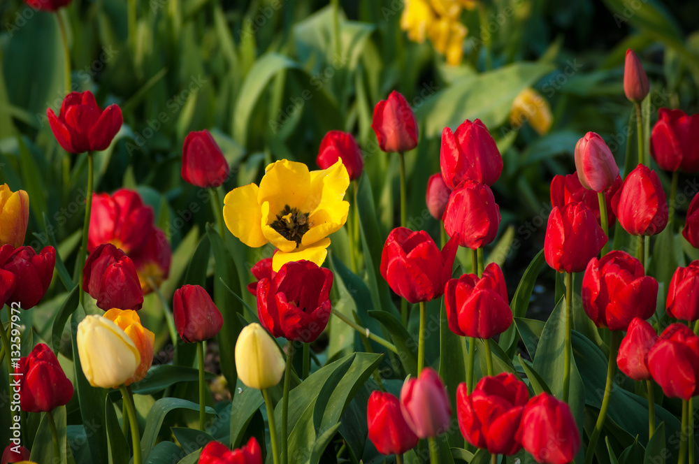 Flower tulips background. Beautiful view of red and yellow tulips under sunlight landscape at the middle of spring or summer. Flower tulips background. Beautiful view of red and yellow tulips under sunlight landscape at the middle of spring or summer.