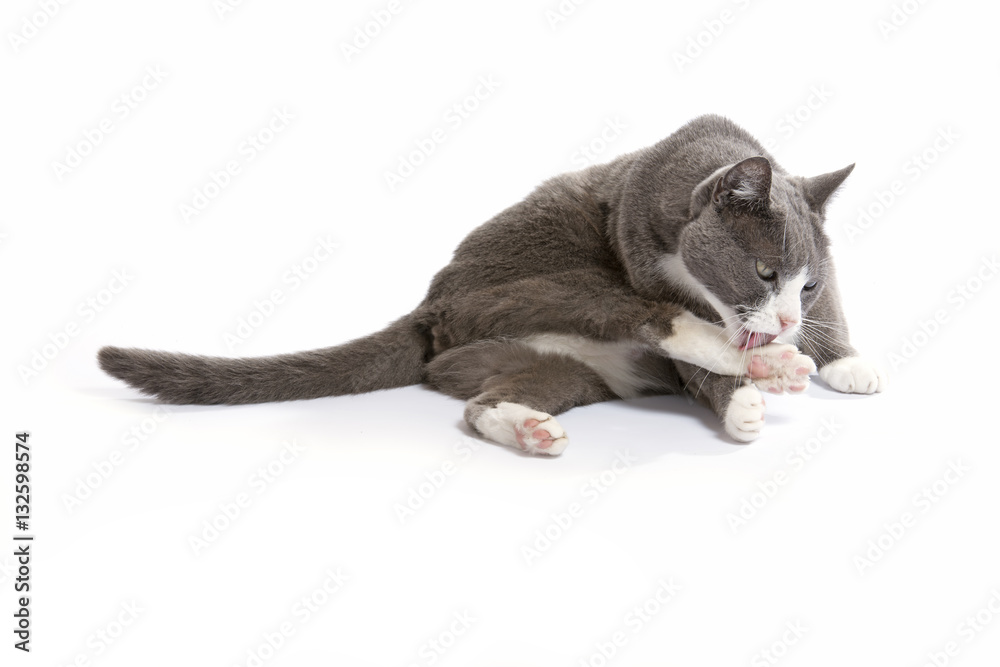 Beautiful white and grey cat at white background