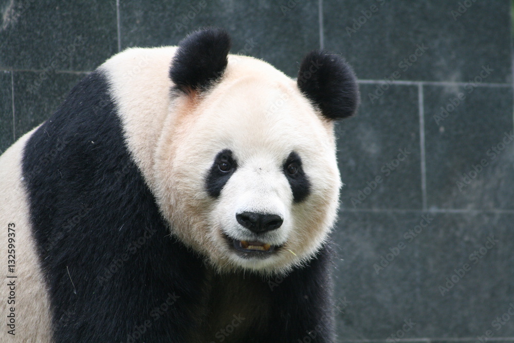 Obraz premium Panda Géant