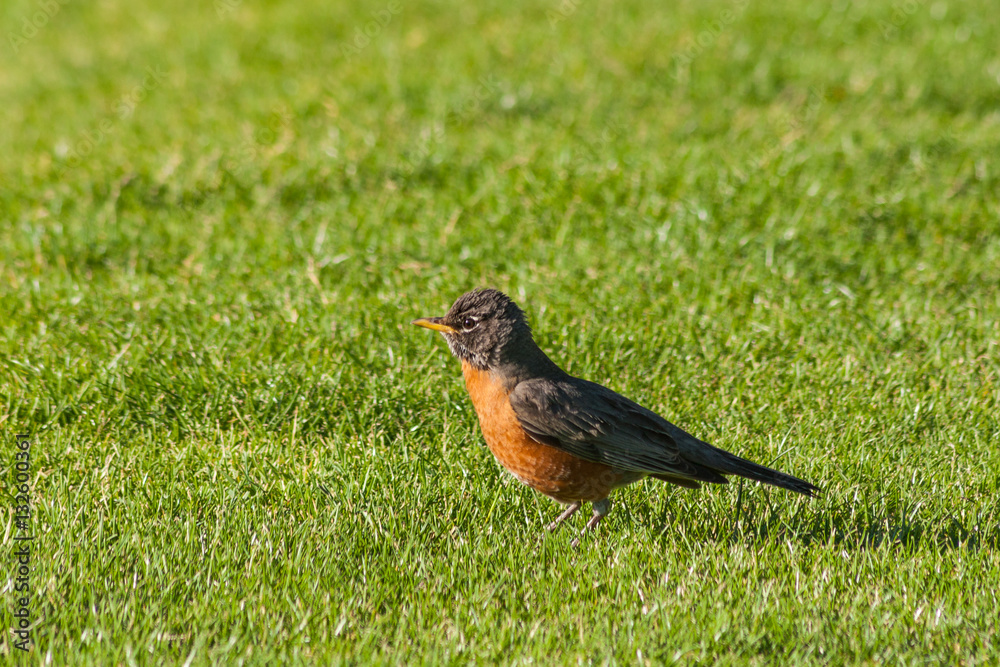 American Robin American Robin