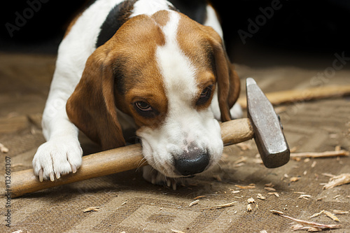 Beagle_with_hammer © Kirill Volodin