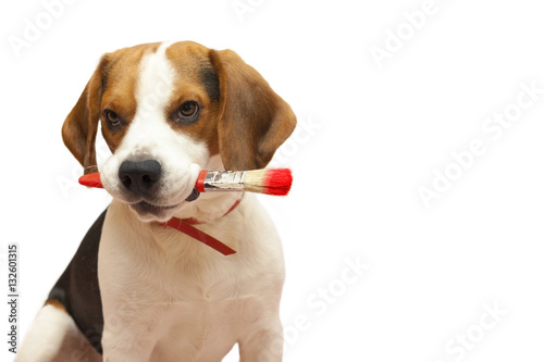 beagle with brush © Kirill Volodin