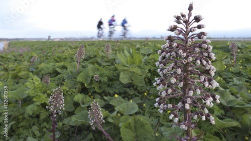 butterbur (Petasites hybridus) photo