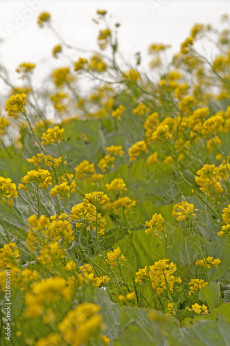 Colza oil (Brassica rapa) and wild beaked parsley (Anthriscus sy © anjokan