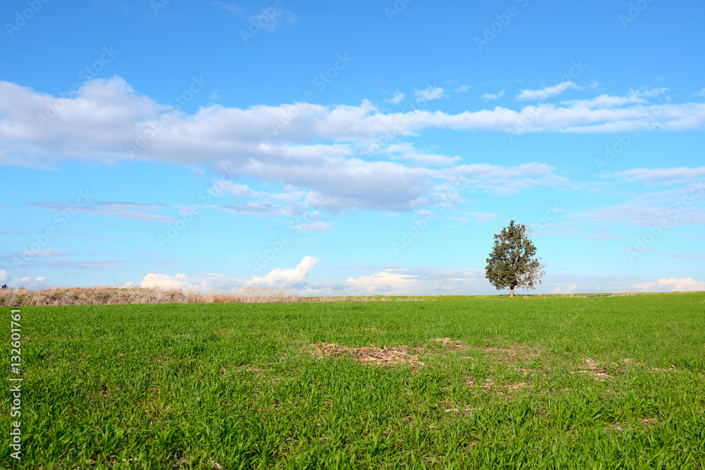 A single tree on a green field