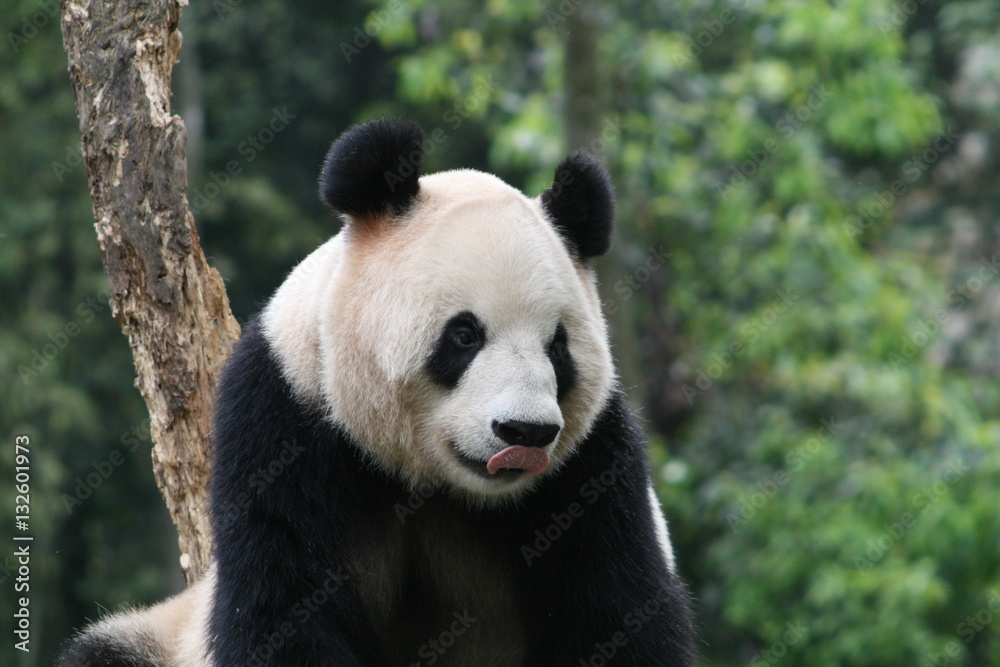 Fototapeta premium Panda Géant