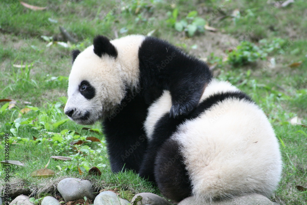 Obraz premium Panda Géant