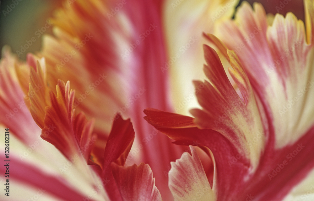 Tulip (Tulipa) is a spring-blooming perennial that grow from bul Tulip (Tulipa) is a spring-blooming perennial that grow from bul