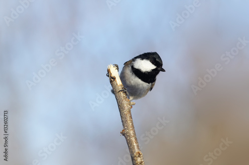 Coal tit on the background of blue sky