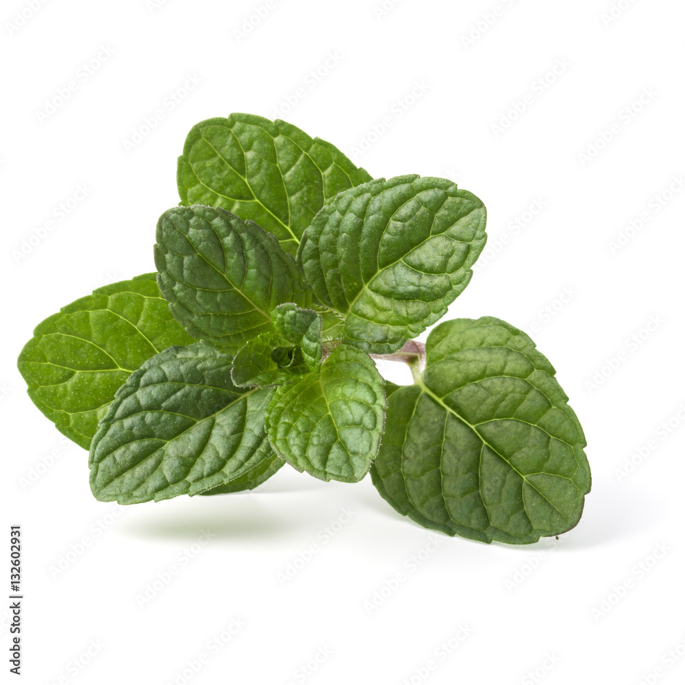 Fresh mint herb leaves isolated on white background cutout Fresh mint herb leaves isolated on white background cutout