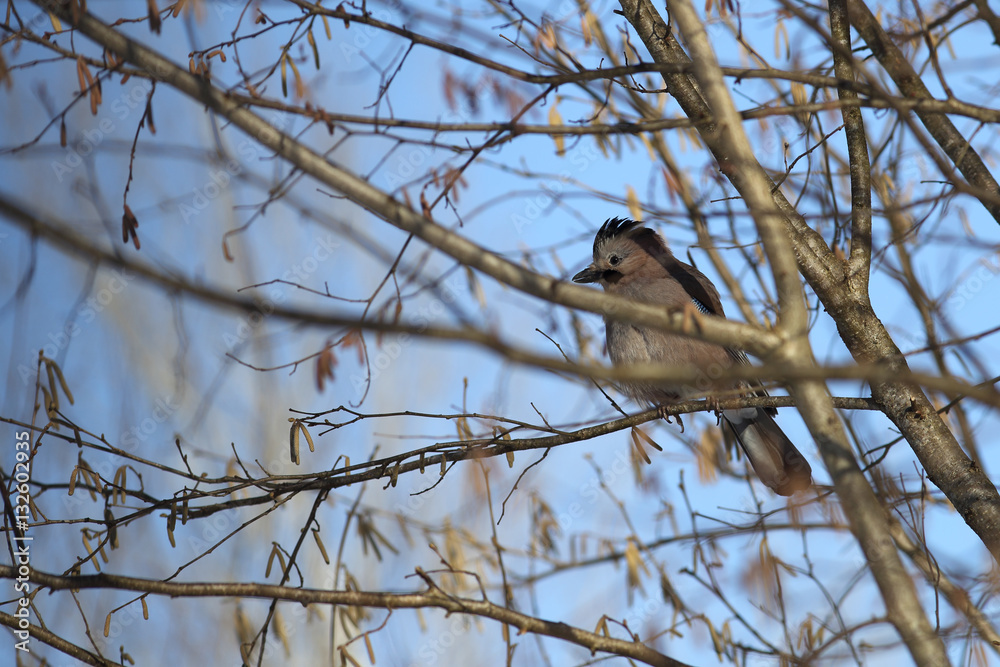 Jay crested sitting sideways among the branches of hazel Jay crested sitting sideways among the branches of hazel