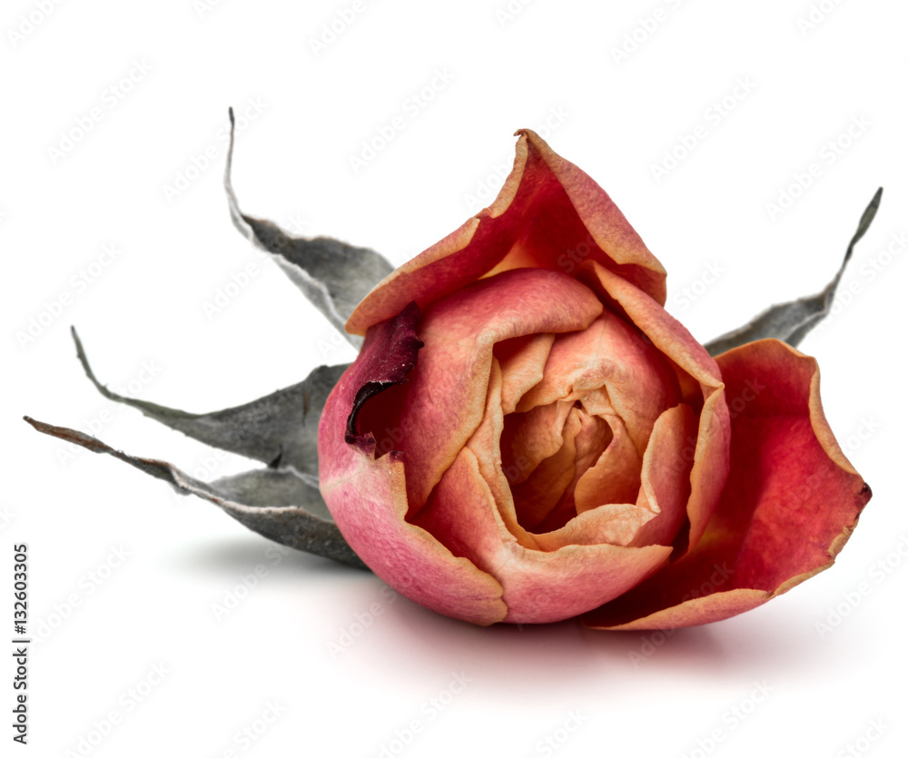 Fototapeta premium dried rose flower head isolated on white background cutout