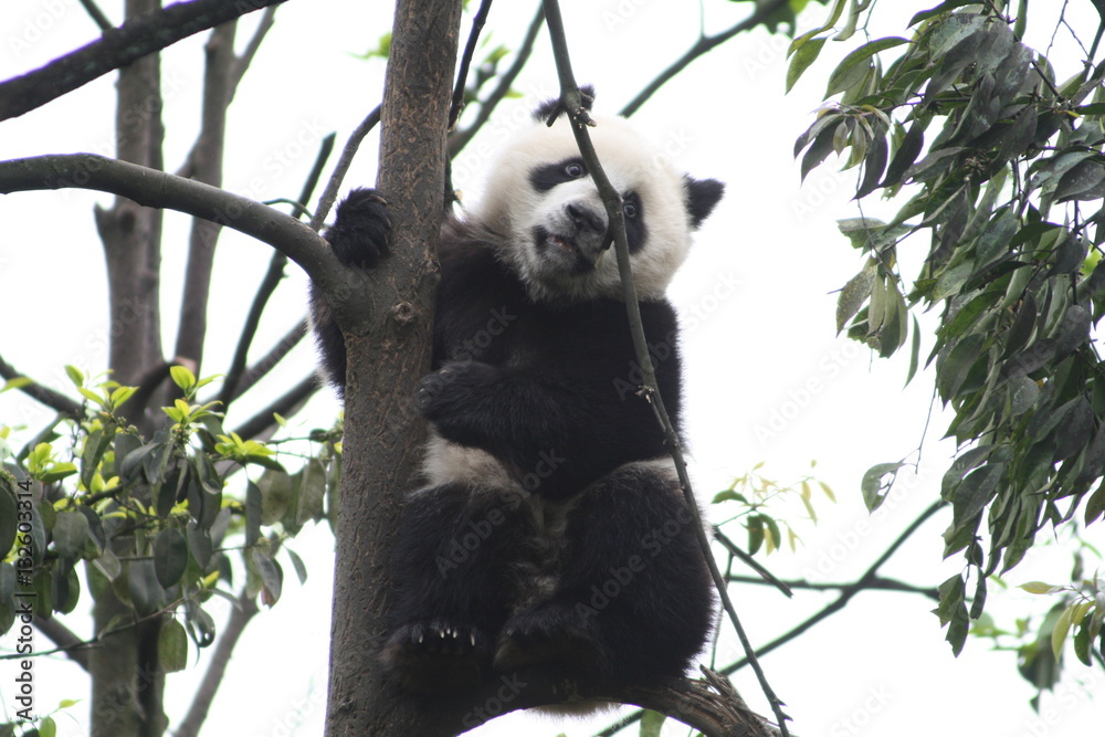 Obraz premium Panda Géant