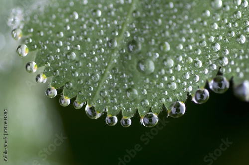 Lady's Mantle (Alchemilla mollis) with waterdrops
