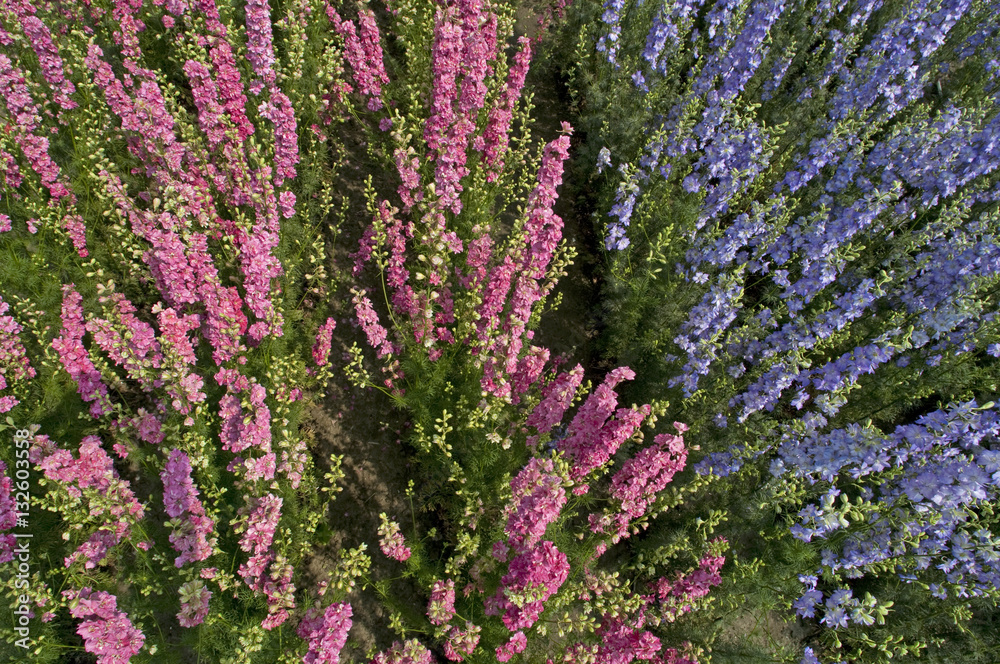 Obraz premium larkspur (Delphinium)