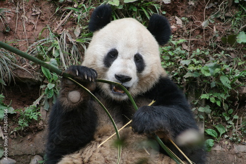 Fototapeta Naklejka Na Ścianę i Meble -  Panda Géant