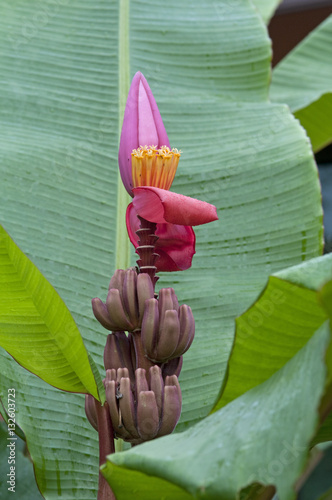 Banana (Musa sp.) photo