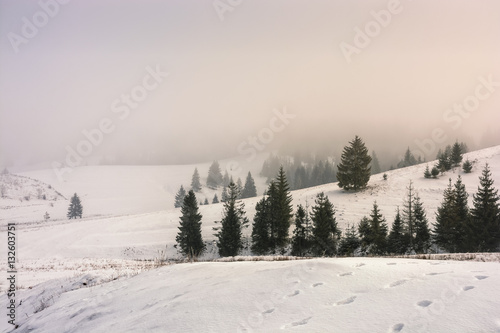 fog in the spruce forest