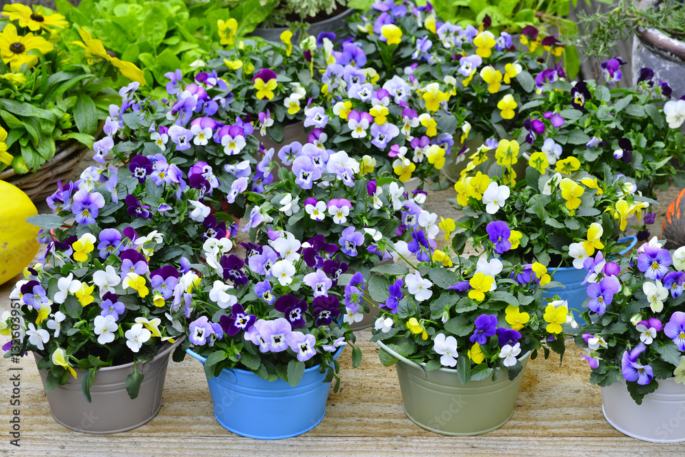 Pansies in colorful pots