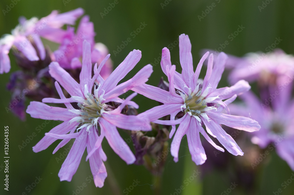 Obraz premium Ragged Robins bloom.