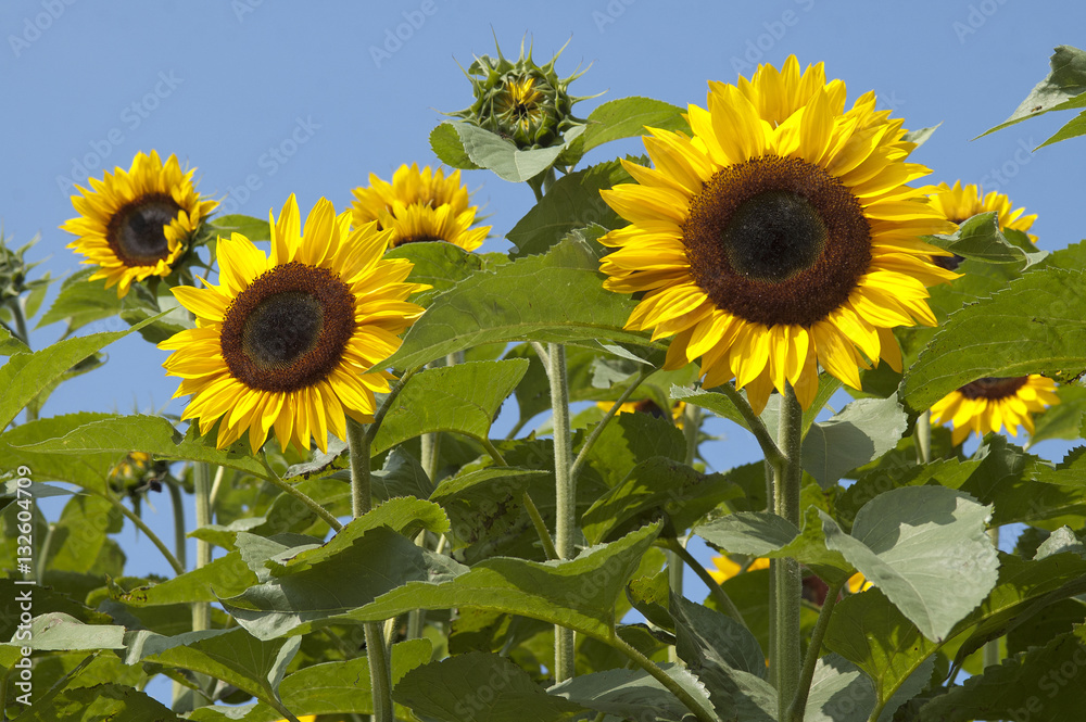 Fototapeta premium sunflower (Helianthus annuus)