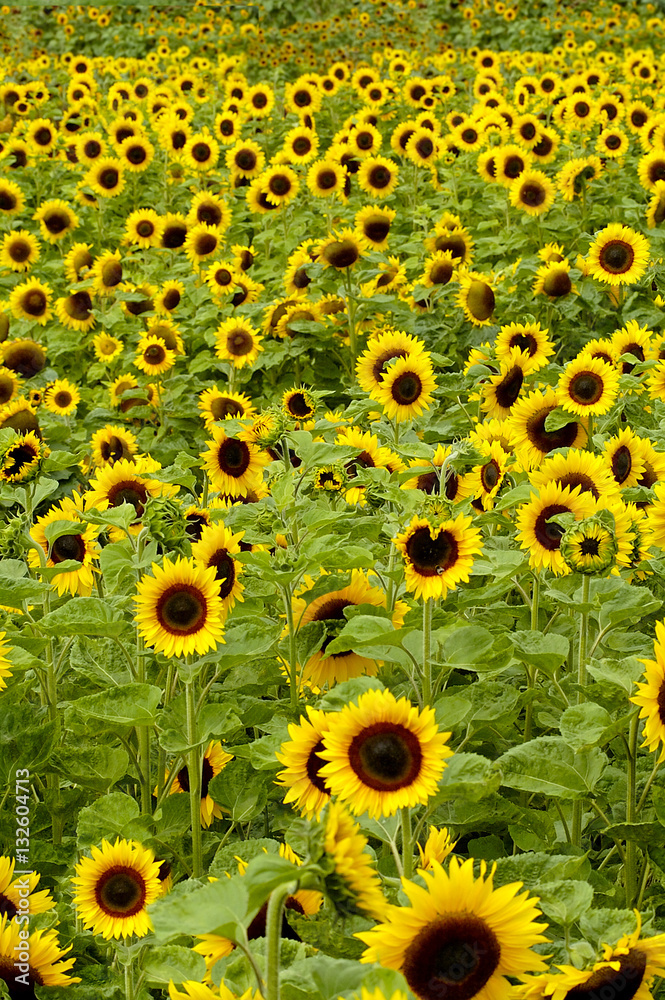 sunflower (Helianthus annuus) sunflower (Helianthus annuus)