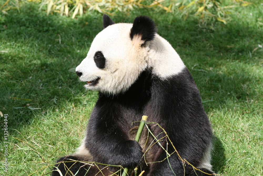 Fototapeta premium Panda Géant