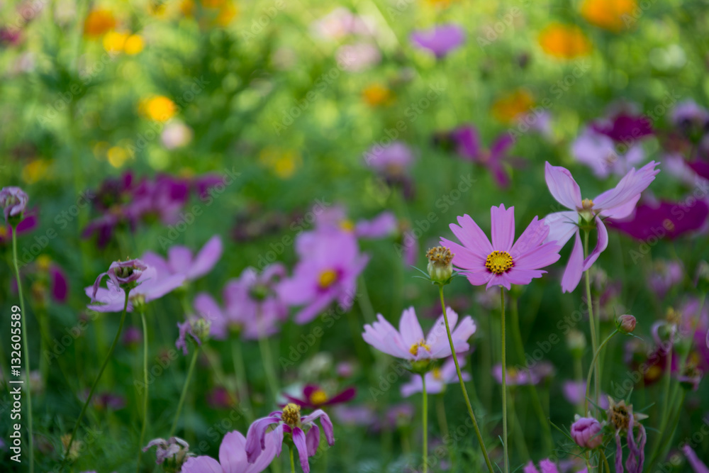 Obraz premium cosmos flower on blue sky bright background