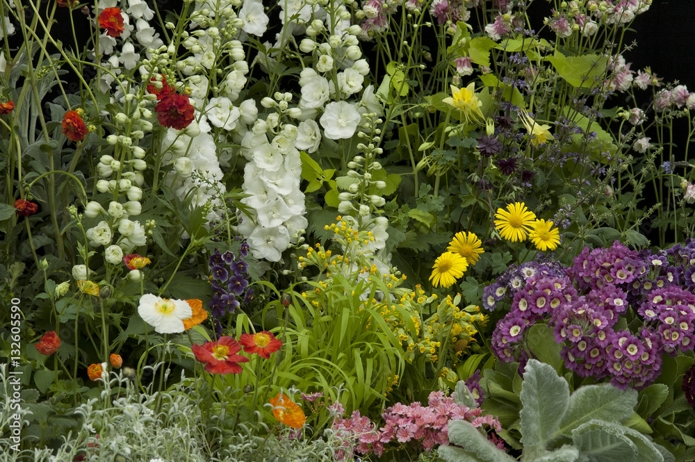 Fototapeta premium Annual flower garden.