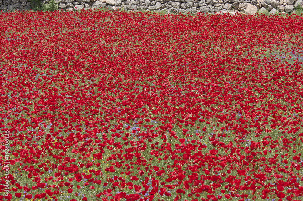 Fototapeta premium poppies (Papaver)