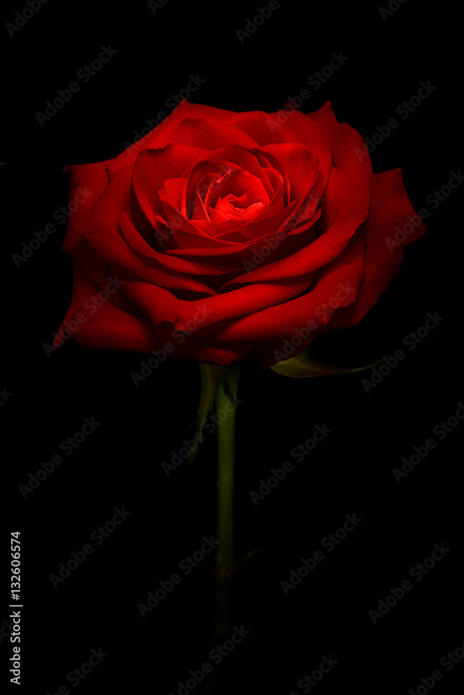 Red Rose