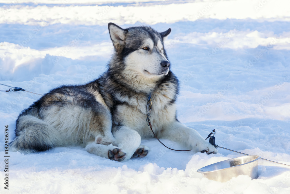 Fototapeta premium husky dog lying on snow. waiting for the dog owner