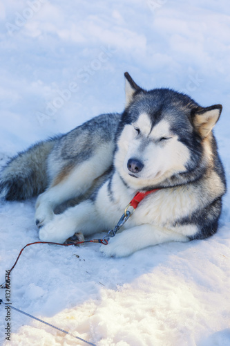 husky dog lying on snow. waiting for the dog owner