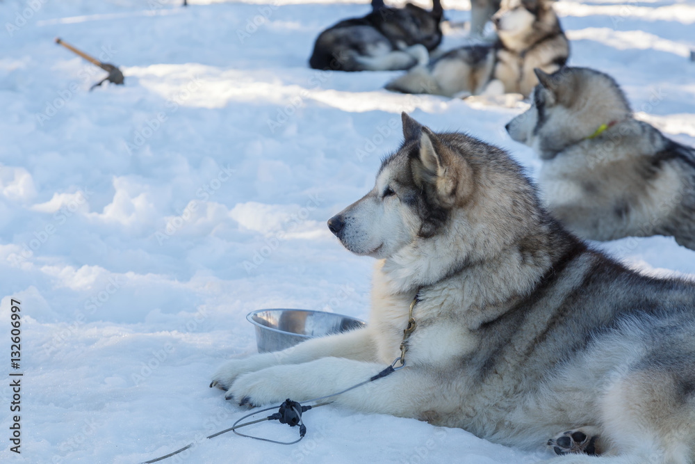 Fototapeta premium husky dog lying on snow. waiting for the dog owner