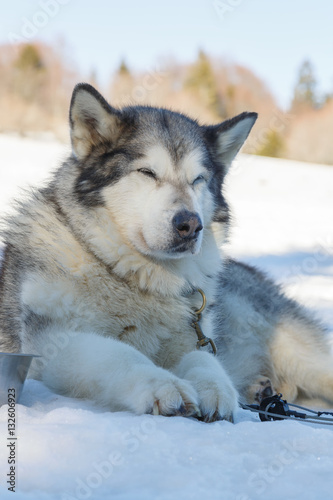 husky dog lying on snow. waiting for the dog owner © beverli