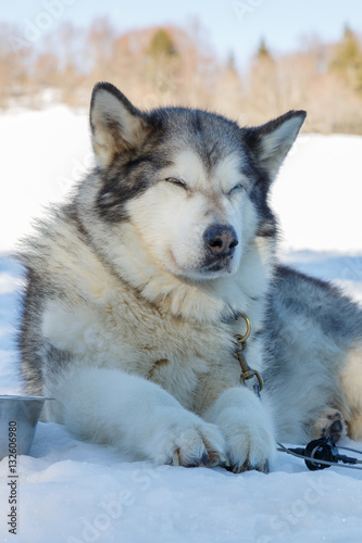husky dog lying on snow. waiting for the dog owner